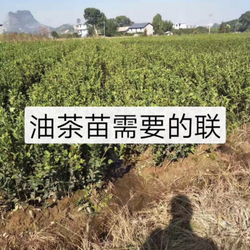 长期出售优质长林系列油茶苗