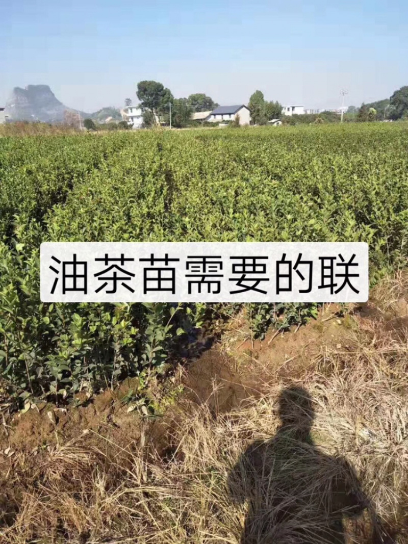 长期出售优质长林系列油茶苗