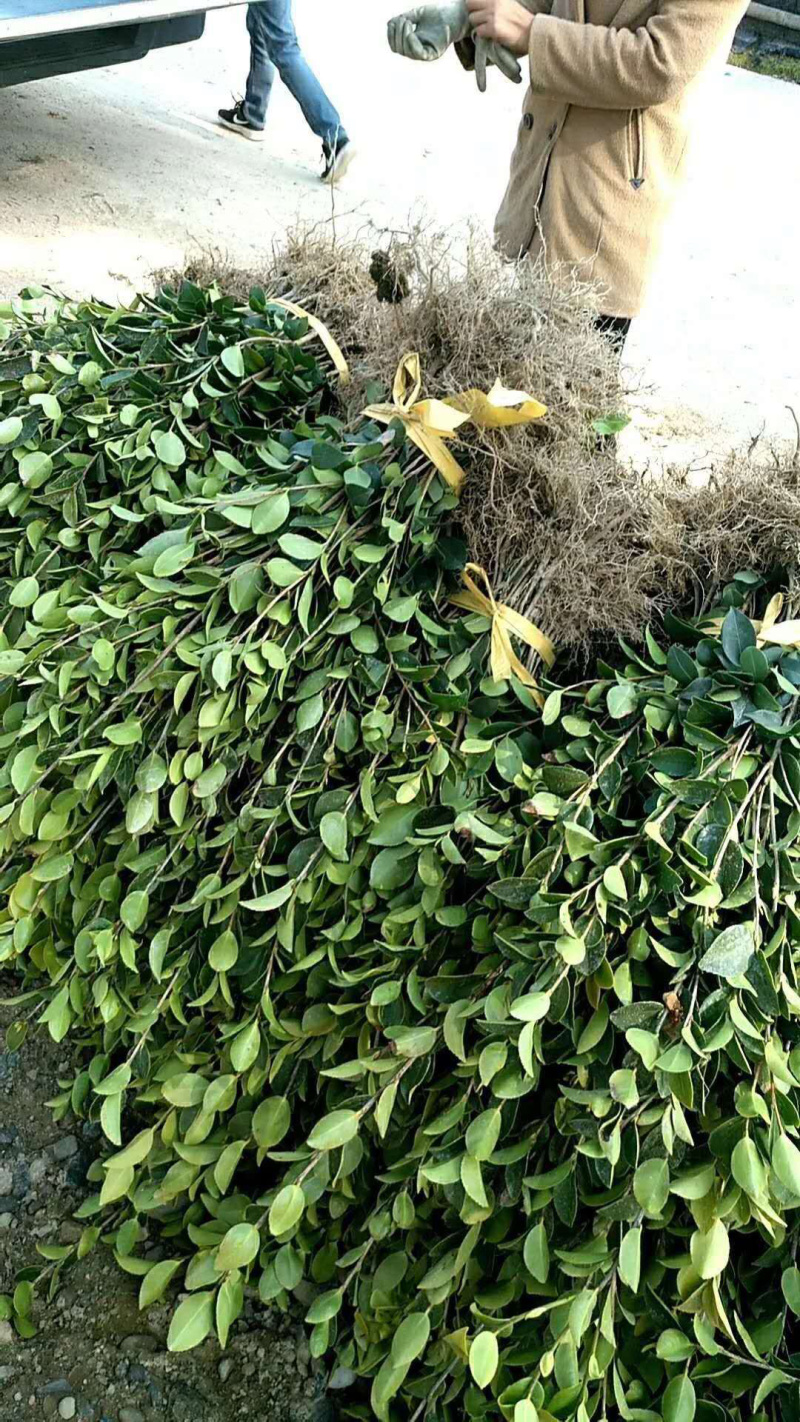 长期出售优质长林系列油茶苗