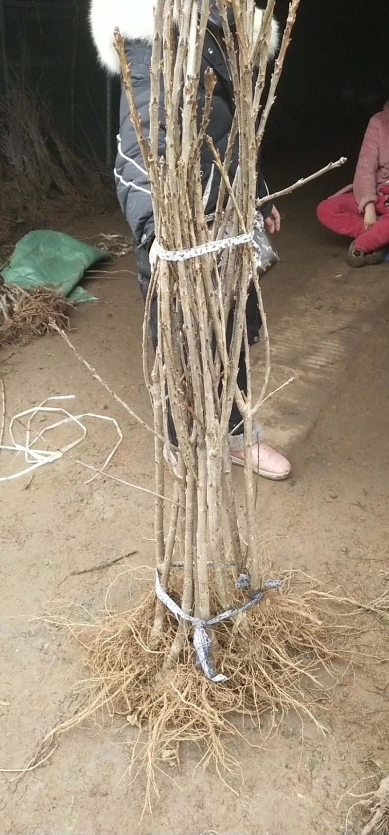 嫁接大樱桃树苗大红灯樱桃苗美早樱桃苗南方北方果树苗