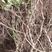 巨峰葡萄树苖大苗果树果苗爬藤树苗葡萄南北方种植当年结果