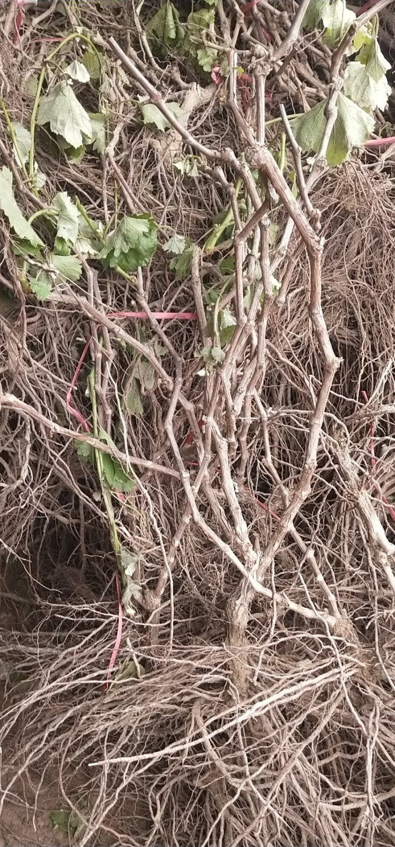 巨峰葡萄树苖大苗果树果苗爬藤树苗葡萄南北方种植当年结果