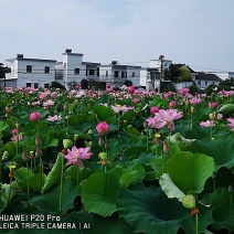 一级纯种太空莲36号藕种水稻田种植当年见效益荷花种苗