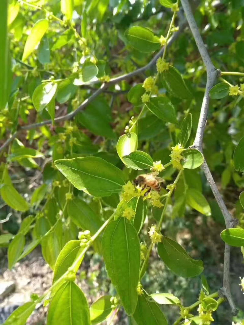 蜂场直供陕西大枣花蜂蜜农家纯正枣花蜂蜜高浓度天然枣花蜜