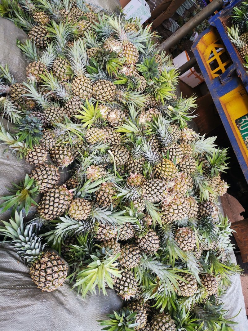 徐闻菠萝（香水菠萝）