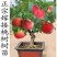 重瓣桃花寿星桃苗，桃梅桃苗矮化带花苞发货。