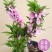 重瓣桃花寿星桃苗，桃梅桃苗矮化带花苞发货。