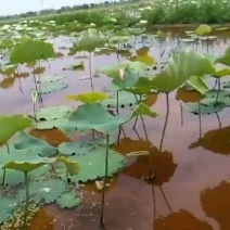 一级纯种太空莲种苗亩产1000斤当年见效益丰花荷花种苗