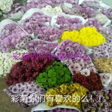 彩菊