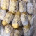 荷兰十五土豆3两以上精品