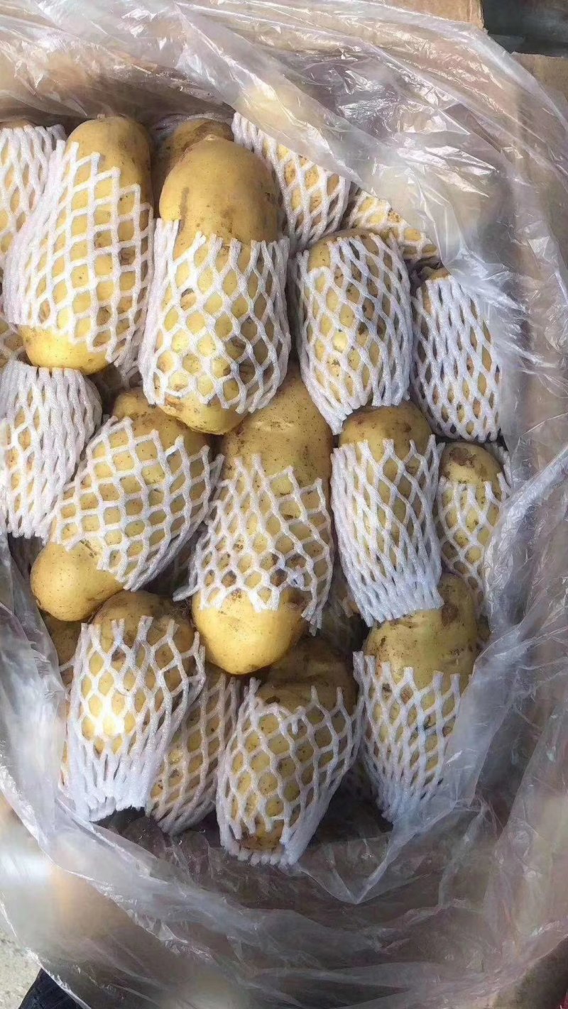 荷兰十五土豆3两以上精品