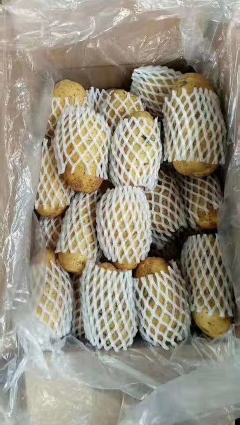 荷兰十五土豆3两以上精品