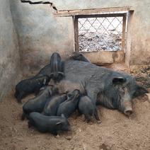 藏香猪小母猪瘦肉种猪苗黑猪苗免费提供技术育肥黑猪仔