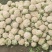 花菜，花色乳白，质量有保证