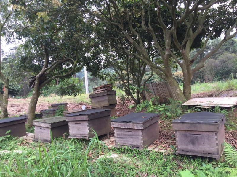 大量出售广西本地农户自养野生蜂蜜