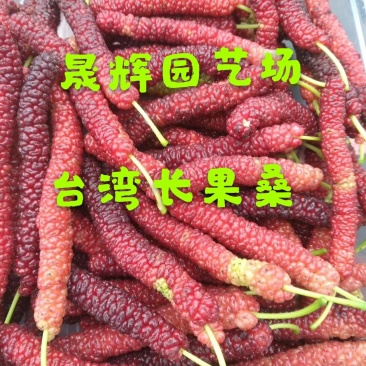 果桑苗台湾长果桑大十果桑四季果桑品种保证