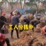 果桑苗台湾长果桑大十果桑四季果桑品种保证