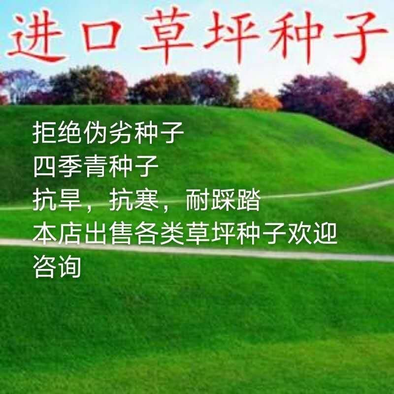 四季青草坪种子，狗牙根种子，百慕大，绿化护坡保证出芽率