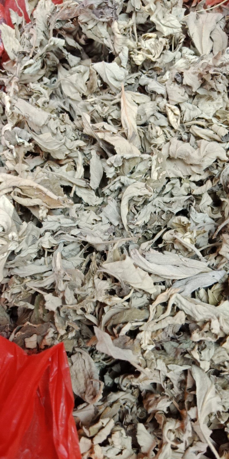 桐柏山野生艾叶，叶片厚，香味足，产地直发，视频看货~