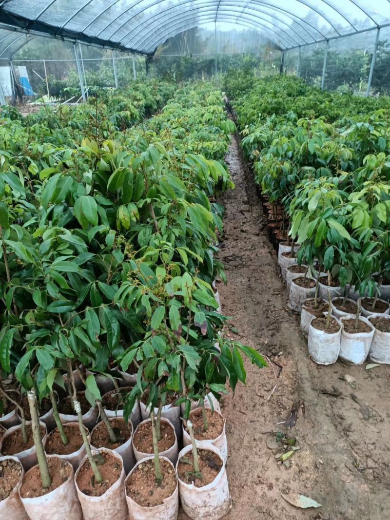 荔枝，妃子笑，桂味荔枝苗