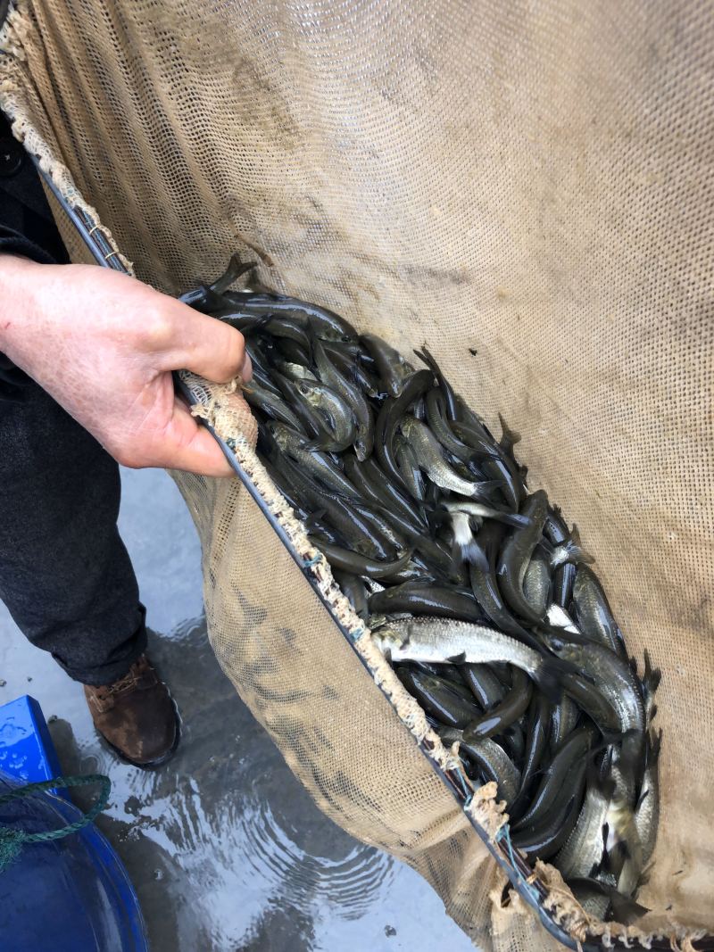 青鱼螺丝青质量好价格美丽