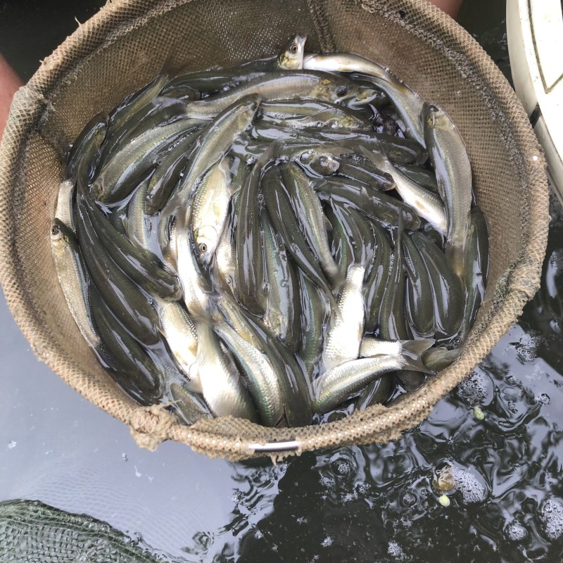 青鱼螺丝青质量好价格美丽