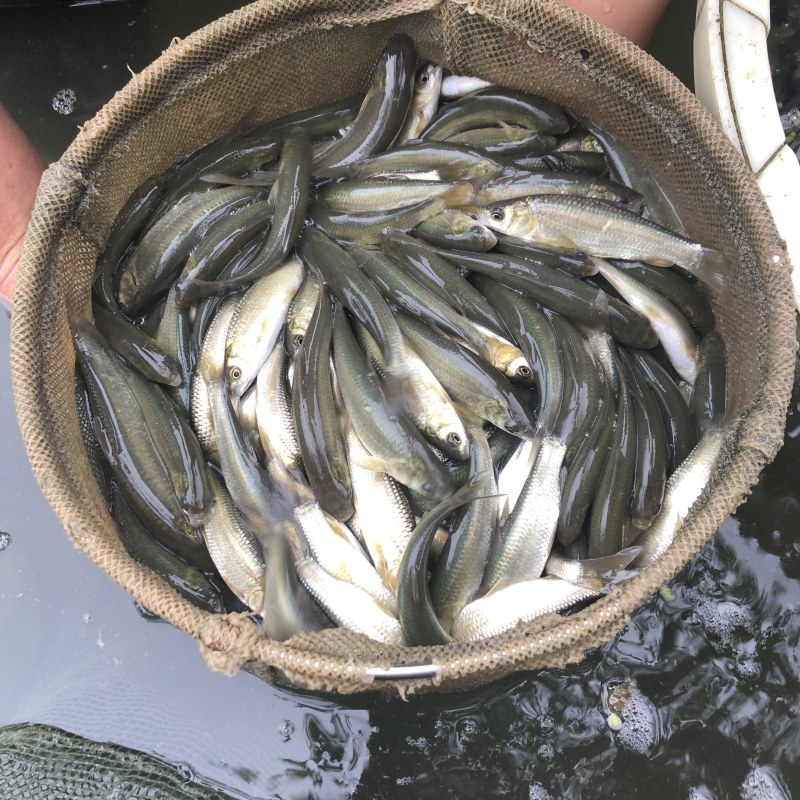 青鱼螺丝青质量好价格美丽