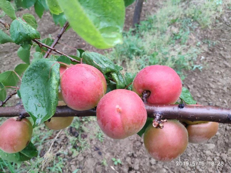 丰园红杏45mm以上保质保量量大优惠