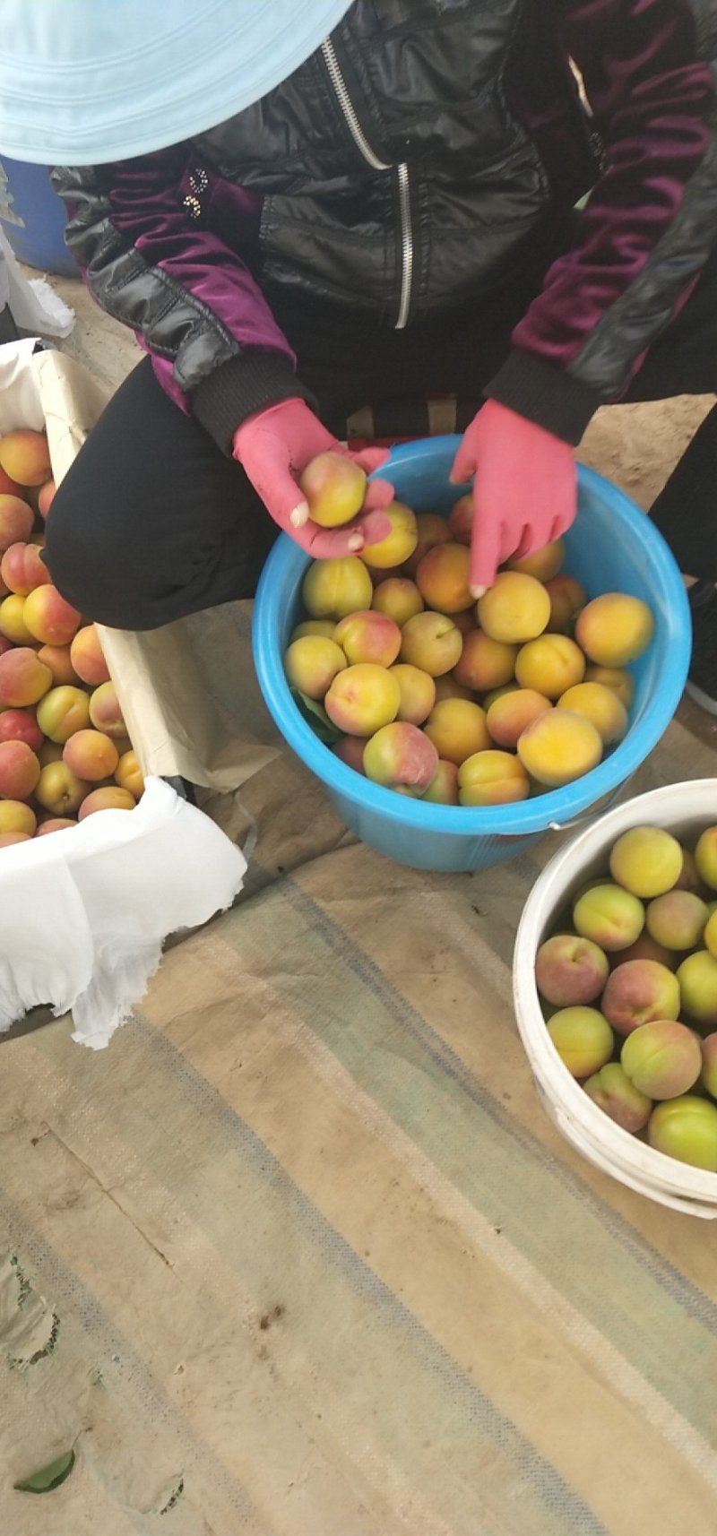 丰园红杏45mm以上保质保量量大优惠