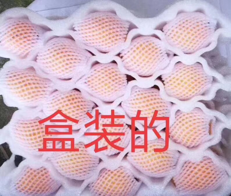 云霄枇杷早钟6号