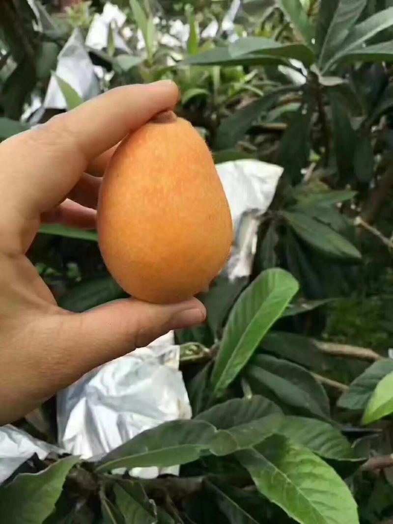 云霄枇杷早钟6号