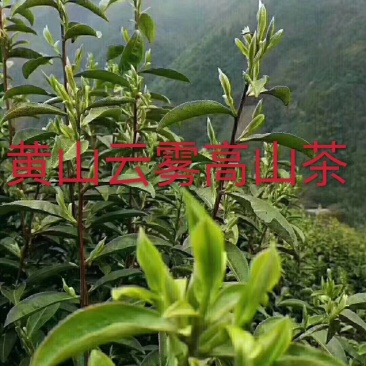 黄山毛峰.高山云雾茶明前精品毛峰尖子接受预定大量有货！