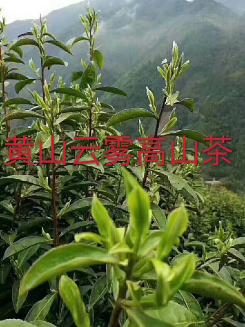 黄山毛峰.高山云雾茶明前精品毛峰尖子接受预定大量有货！