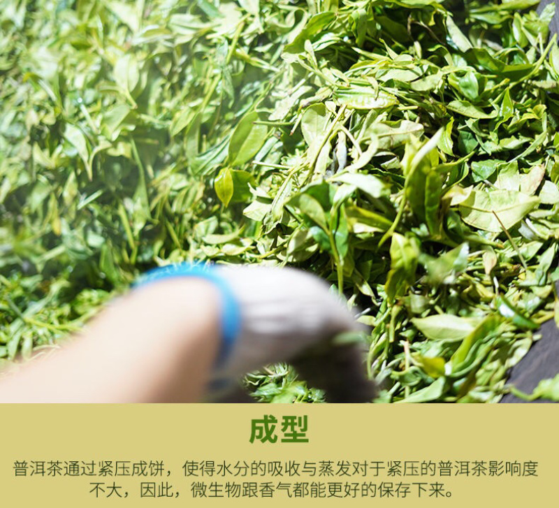 【批发走量支持一件代发】普洱茶生茶饼357g