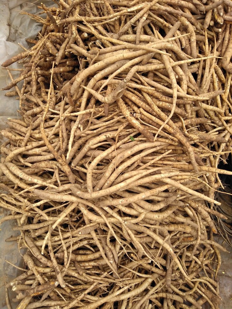 沙参人工栽培刮皮统干