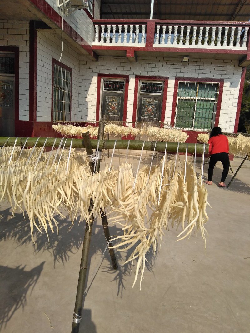 沙参人工栽培刮皮统干