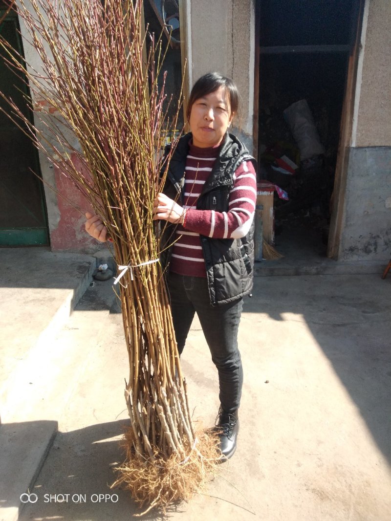 桃树苗：秋彤：晚熟品种：秋彤成熟期在九月底：果大肉多脆甜