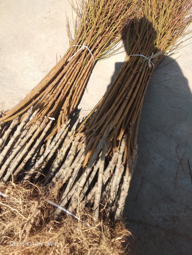 桃树苗：秋彤：晚熟品种：秋彤成熟期在九月底：果大肉多脆甜
