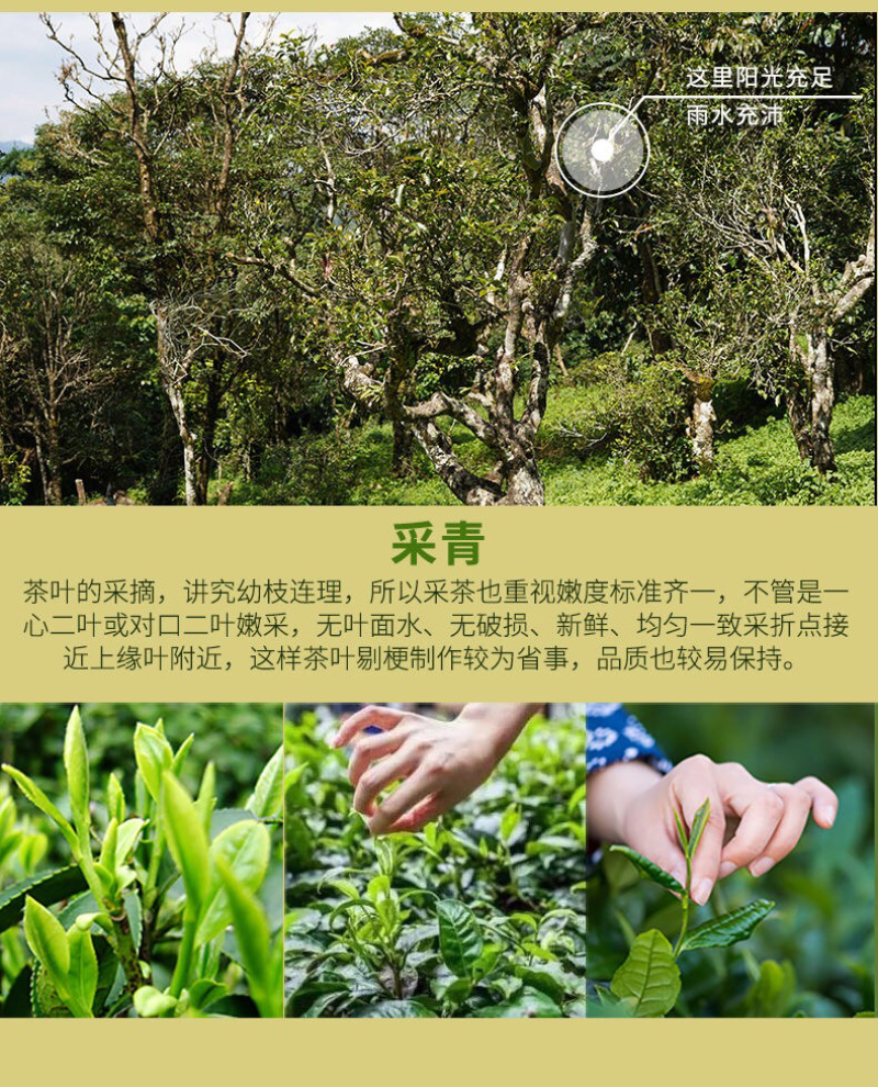 【清仓低价批发包邮】普洱茶生茶整件42饼班章印象