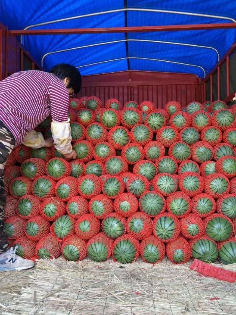 山东2K小吊瓜早春红玉小糖丸西瓜，熟度好甜度高，产地直发