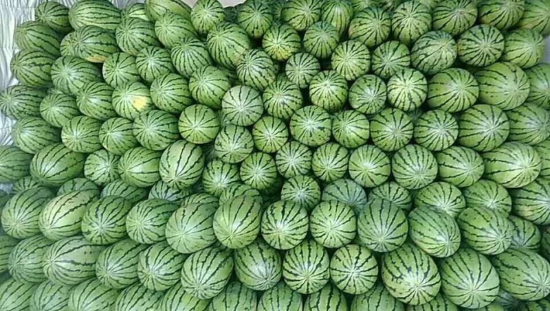 山东2K小吊瓜早春红玉小糖丸西瓜，熟度好甜度高，产地直发