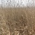 沙枣树各种规格长年供应沙枣枣树苗南北方种植盆栽地栽果树苗