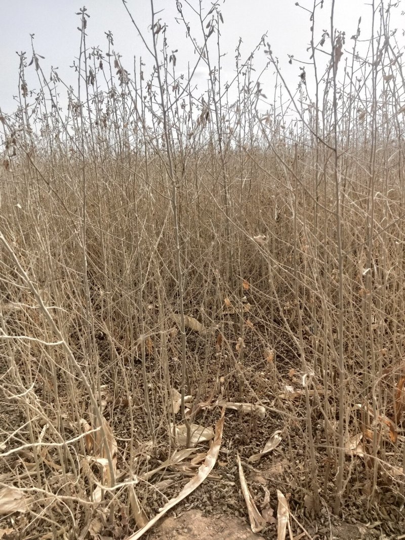 沙枣树各种规格长年供应沙枣枣树苗南北方种植盆栽地栽果树苗