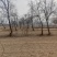 沙枣树各种规格长年供应沙枣枣树苗南北方种植盆栽地栽果树苗