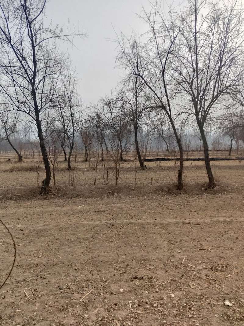 沙枣树各种规格长年供应沙枣枣树苗南北方种植盆栽地栽果树苗