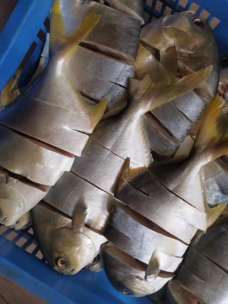 金鲳鱼鱼干