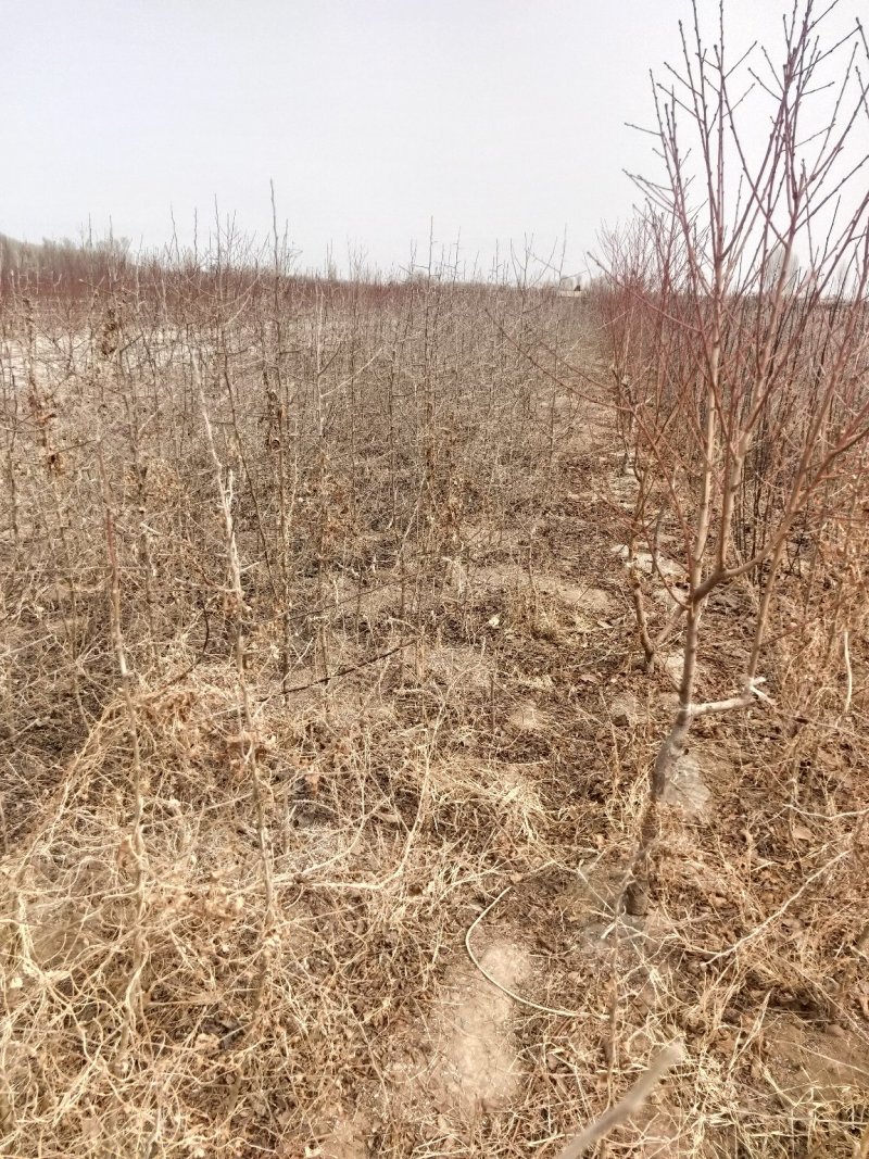 杜梨苗1年2年苗自产直销杜梨苗梨树苗梨树沾木苗杜梨种子