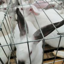 垂耳兔子比利时兔新西兰兔公母兔肉兔包打疫苗成活高欢迎来电