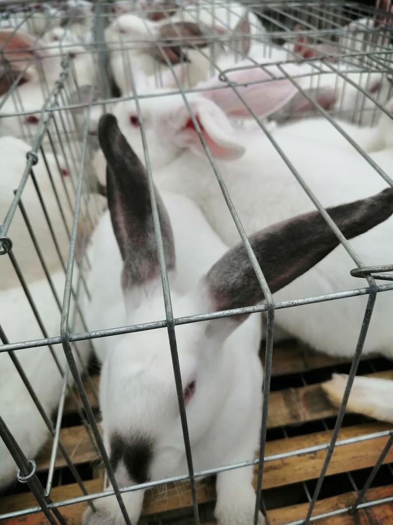 垂耳兔子比利时兔新西兰兔公母兔肉兔包打疫苗成活高欢迎来电