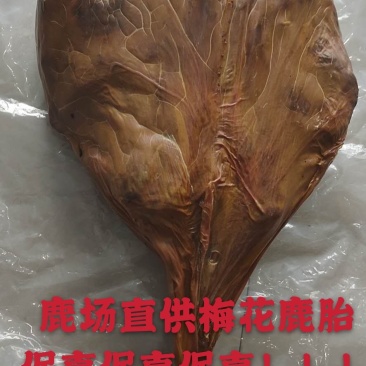 自营鹿场干鹿胎鹿胎盘熬鹿胎膏滋补膏原料整个打粉包邮